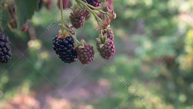 Harvesting and picking berries concept. Close-up of woman's hand tearing a ripe large blackberry from a bush