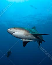 Bull shark in Mozambique