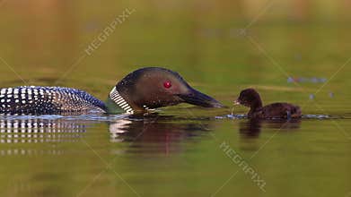 A Common Loon in Maine