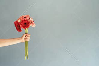Bright gerbera daisies in woman hand on blue wall background, minimal style