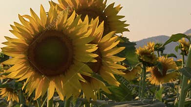 Blooming Of Sunflowers In A Field