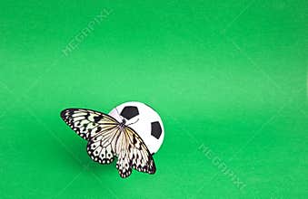 Close-up soccer ball with butterfly in a grass field. Butterfly is the Idea of Leuconoy.