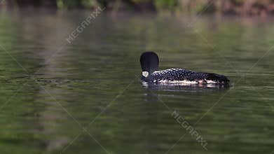 A Common Loon in Maine