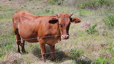 Young brown calf in a farm