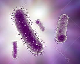 Scientific illustration of bacteria
