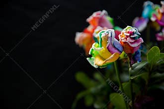 Rainbow roses with black background
