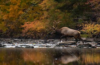 A Bull Elk in Autumn