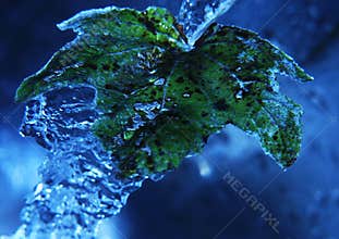 Leaf