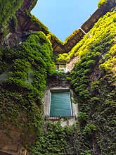 The house with ivy - Arad city, Arad county - Romania