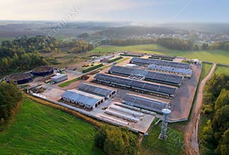 Farm building with cows and pigs in the village, aerial view. Cowshed near agriculture field. Production of milk and Animal