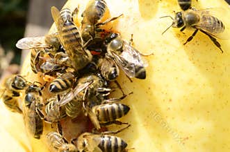 Bees the small insecton  the pears  close up in my garden