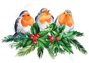 Robin, holly, poinsettia, spruce branches, birds on isolated white background, Victorian clipart. Christmas watercolor