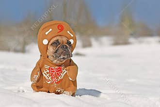 Funny gingerbread costume dog. French Bulldog dressed up with Christmas costume with arms and hat in snow landscape