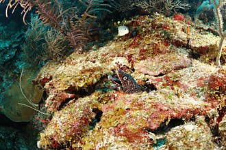 Moray potted eel