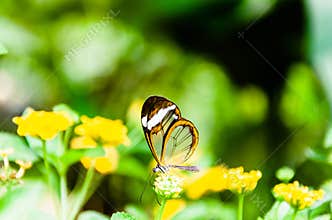 Glass or mirrored butterfly, transparent Greta Oto, lepidopteron