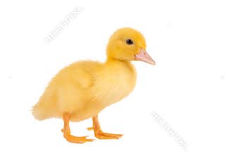 Easter duckling