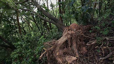 Typhoon aftermath - fallen tree