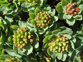 Herbal medicine - roseroot