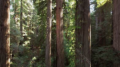 Sunny Dense Redwood Forest in Northern California
