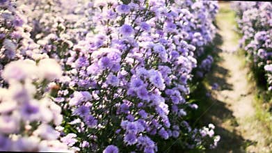 Field of purple flowers in morning, fresh and lovely garden, beautiful scenery.