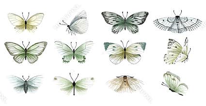 Set of gentle hand drawn butterflies, hand drawn