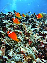 Coral reef fish