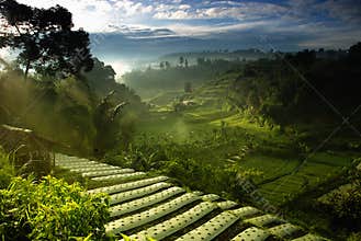 Agriculture Farmfield