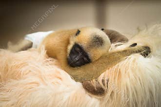 Gibbon baby