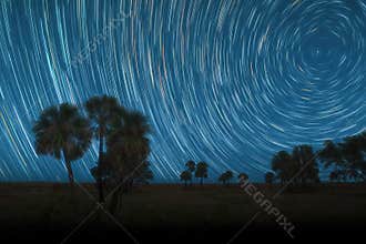Star Trails Above Palm Trees Prairie