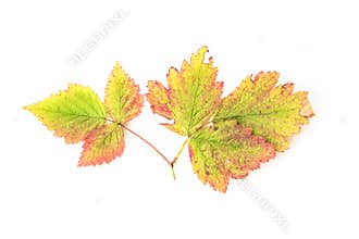 Colourful autumn leaves isolated on white background - the colours of fall - seasons of the earth
