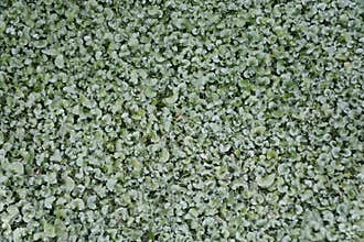 Silver Dichondra `Silver Falls` ground cover plant