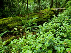 Lush forest