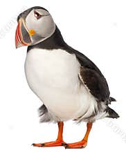 Atlantic Puffin or Common Puffin