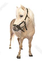 Shetland Pony cutout