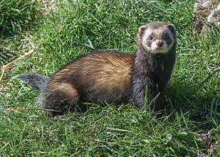 European Polecat - Mustela putorius
