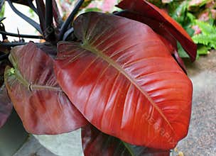 Red leaves of Philodendron Black Cardinal, a popular houseplant