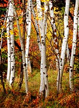Fall Birch Trees