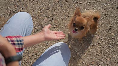 pet dog training obedience of young woman giving hand to chihuahua paw high five during outdoor leisure activity