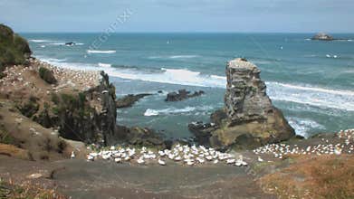 Australasian Gannets at the Muriwai Gannet Colony