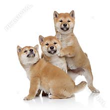 Three Shiba inu puppies