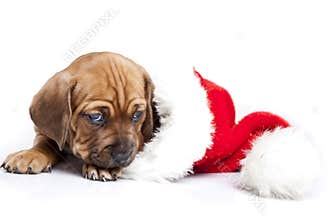 Young happy christmass doggy