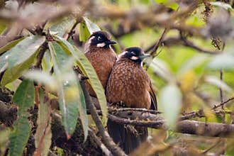 Couple of Black-faced laughingthrush (Trochalopteron affine) birds sitting on the branch in forest at mountains