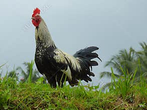 Beautiful rooster in countryside, Bali, Indonesia.