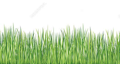 Grass seamless border. Vector spring background.