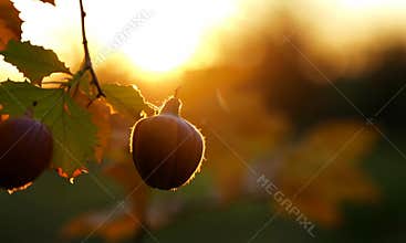 Autumn Oak Acorns in Golden Hour Light