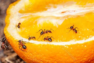 Black ant eating sliced orange on the dish. Selective focus