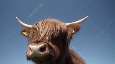 A woolly Highland cow with long horns and an ear tag against a bright blue sky.
