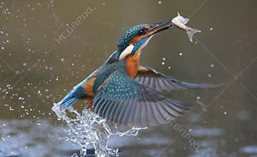 Kingfisher, Alcedo atthis