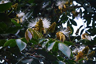 Ice-Cream-Bean Tree Inga Edulis in Lush Garden Setting