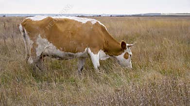 A cow grazes peacefully in a lush pasture under a gloomy sky in the tranquil countryside